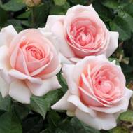 Роза чайно-гибридная Афродита