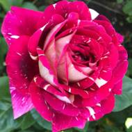 Роза чайно-гибридная Пестрая Фантазия