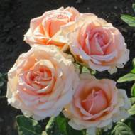 Роза чайно-гибридная Кинг Конг