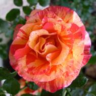 Роза флорибунда Альфред Сислей