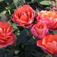 Роза флорибунда Революшн Флор