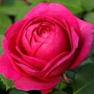 Роза флорибунда Фур Элис