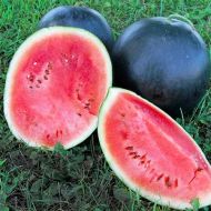 Кавун Орфей за 2 г