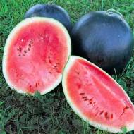 Кавун Орфей за 2 г