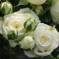 Роза спрей Вайт Баблз