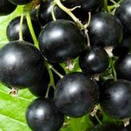 Саженец Смородина Юбилейная копаня в контейнере