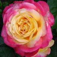 Роза чайно-гибридная Пульман Ориент Экспресс