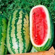 Кавун Фаворит за 1,5 г