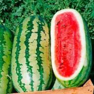 Кавун Фаворит за 1,5 г