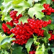 Саженец Калина обычная Радужная в контейнере