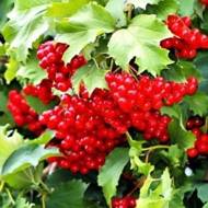 Саженец Калина обычная Радужная в контейнере