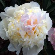 Півонія Мy Love в контейнері