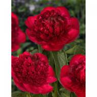 Півонія Red Charm в контейнері