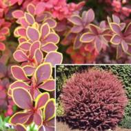 Саджанець Барбарис Тунберга Coronita в контейнері