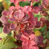 Саджанець Барбарис Тунберга Оранж Санрайз в контейнері