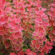 Саженец барбариса Тунберга Оранж Санрайз в контейнере