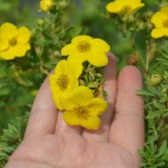 Саджанець Перстач кущовий Саттерс в контейнері