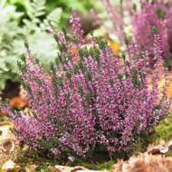 Саженец вереска Афродита в контейнере