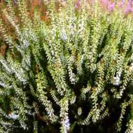 Саженец вереска Рейни в контейнере