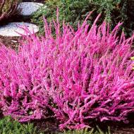 Саджанець Верес Кора в контейнері