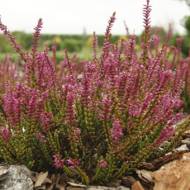 Саженец вереска Кора в контейнере