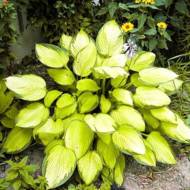 Саженец хосты Gold Stahdard в контейнере