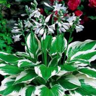 Саженец хосты Патриот в контейнере