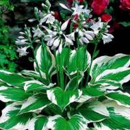 Саженец хосты Патриот в контейнере