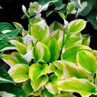 Саджанець Хоста Спрінг Монінг в контейнері