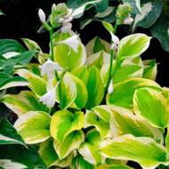 Саджанець Хоста Спрінг Монінг в контейнері