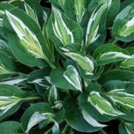 Саженец хосты Snake Eyes в контейнере