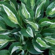 Саженец хосты Snake Eyes в контейнере