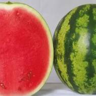 Кавун Вікторія F1 за 5 нас.