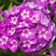 Флокс Лаура в контейнері