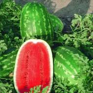 Кавун Леді F1 за 8 нас.