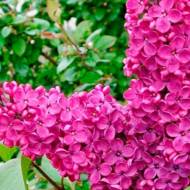 Саджанець Бузок Пакохонтас