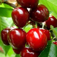 Саджанець Черешня Джордія