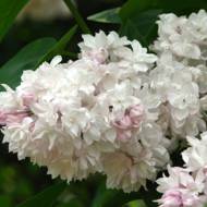 Саженец Сирень Красавица Москвы