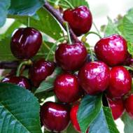 Саджанець Черешня Світхарт