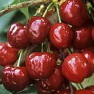 Саджанець Черешня Гермередорфська
