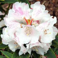 Саджанець Рододендром Гартендиректор Рігер в контейнері