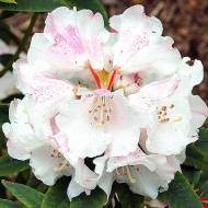 Саджанець Рододендром Гартендиректор Рігер в контейнері