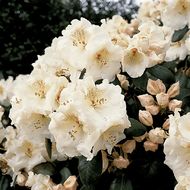 Саженец рододендромаа Гартендиректор Ригер в контейнере