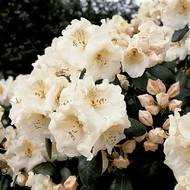 Саженец рододендромаа Гартендиректор Ригер в контейнере