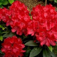 Саженец рододендрона гибридный Владислав Ягелло в контейнере