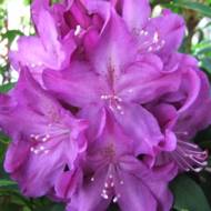 Саженец рододендрона Болеслав Храбрый в контейнере