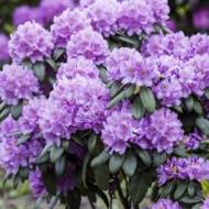 Саженец рододендрона Катевбинский Грандифлорум в контейнере