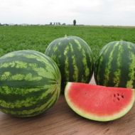 Кавун Талісман F1 за 5 нас.