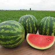 Кавун Талісман F1 за 5 нас.