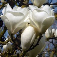 Саджанець Магнолія суланжа Альба Суперба в контейнері